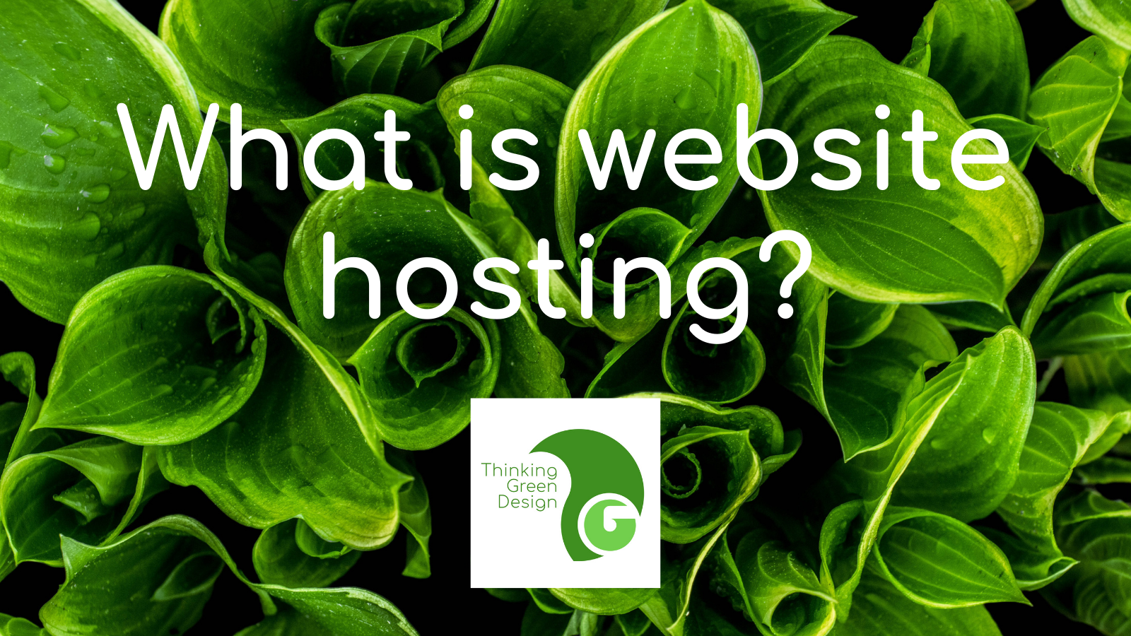What is website hosting